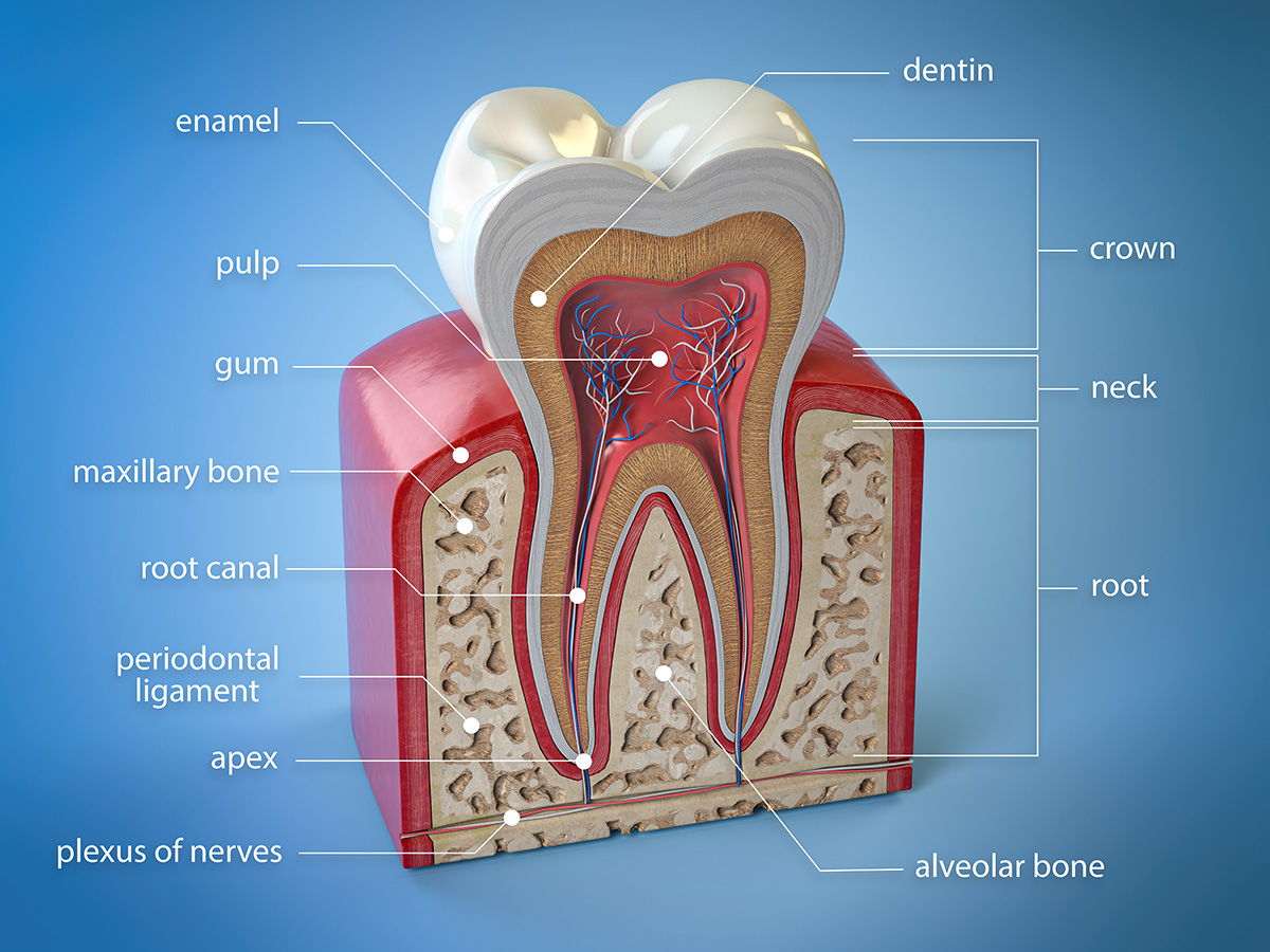 Endodontic Treatment Root Canal